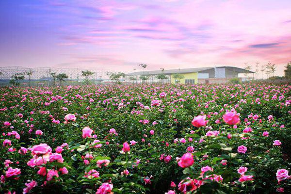 “卉和水”玫瑰花本水千亩玫瑰花基地向消费者开放