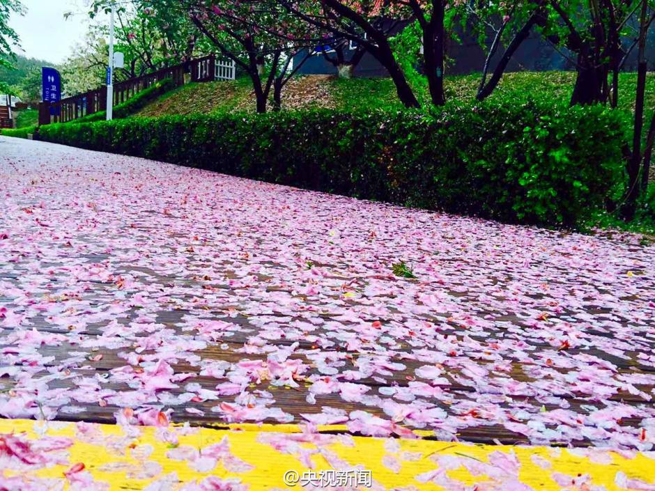 8级阵风袭击大连 风雨过后地面铺满樱花