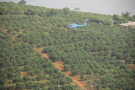 郴州宜章：首次直升机喷药，8小时“飞防”万亩脐橙