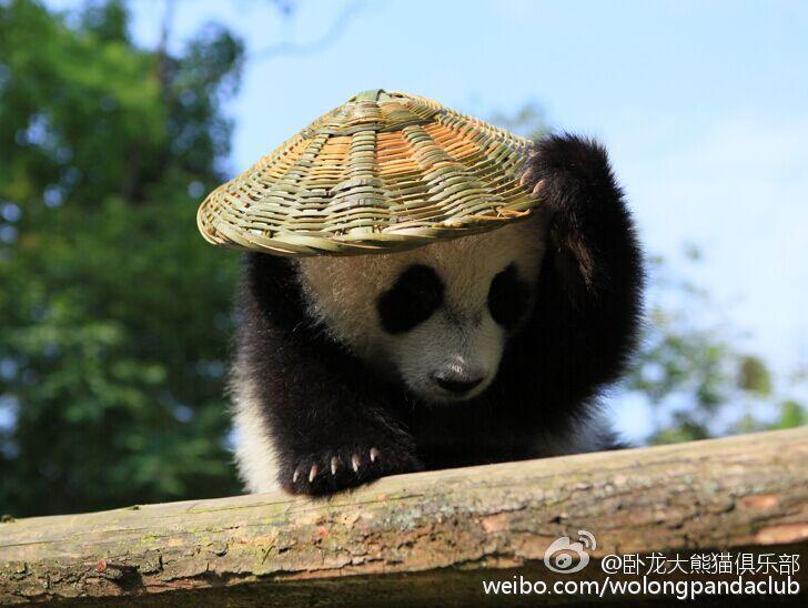 大熊猫宝宝戴草帽背竹篓 变身“神龙大侠”
