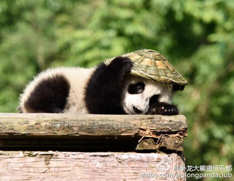 大熊猫宝宝戴草帽背竹篓 变身“神龙大侠”