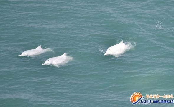 中华白海豚在厦过得不错 市民连续两天邂逅海豚