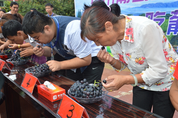 参与宾川葡萄文化旅游节，品尝“最美葡萄”