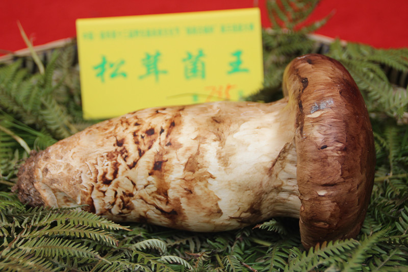 中国南华野生菌美食文化节 十朵菌王齐争霸