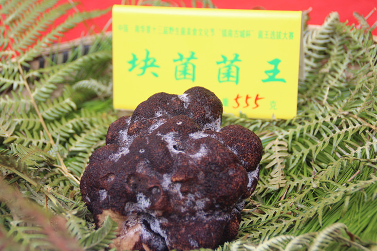 中国南华野生菌美食文化节 十朵菌王齐争霸
