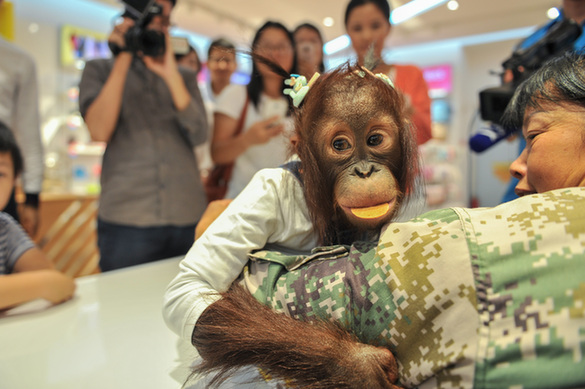 云南野生动物园红毛猩猩“二毛”第一次出门逛街 商场试衣萌翻路人
