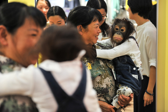 云南野生动物园红毛猩猩“二毛”第一次出门逛街 商场试衣萌翻路人