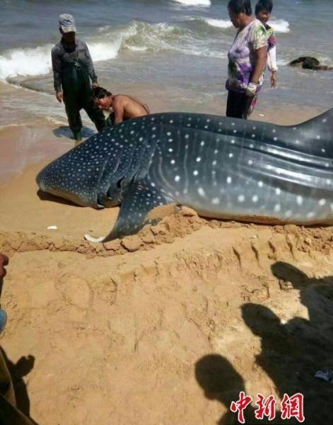 山东渔民近海捕获约1.5吨重鲸鲨 撞网搁浅死亡