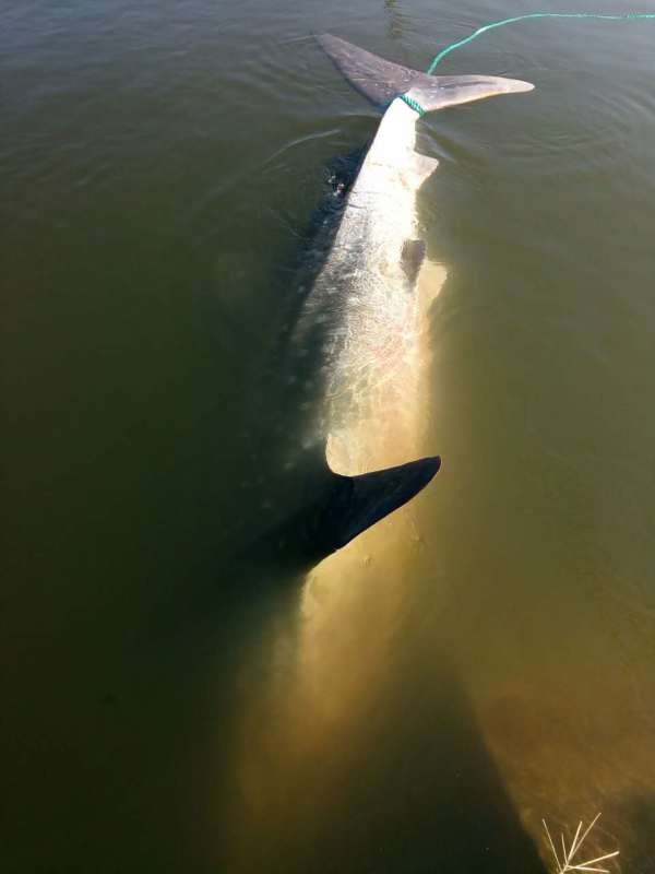 山东烟台渔民在近海捕获约1.5吨重搁浅鲸鲨