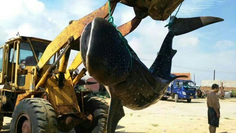 山东烟台渔民在近海捕获约1.5吨重搁浅鲸鲨