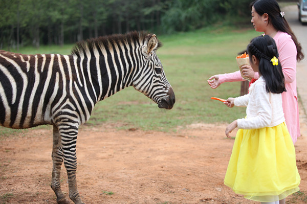 云南野生动物园非洲部落萌星节周末开启 儿童免费入园