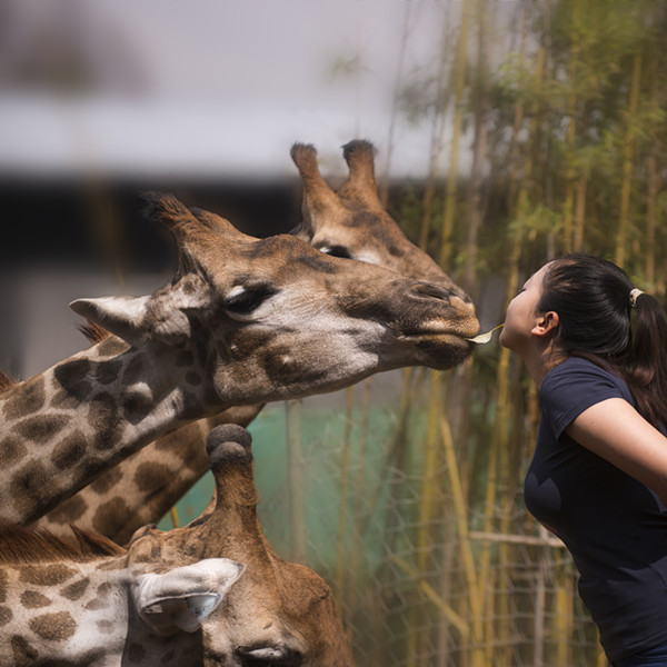 云南野生动物园非洲部落萌星节周末开启 儿童免费入园