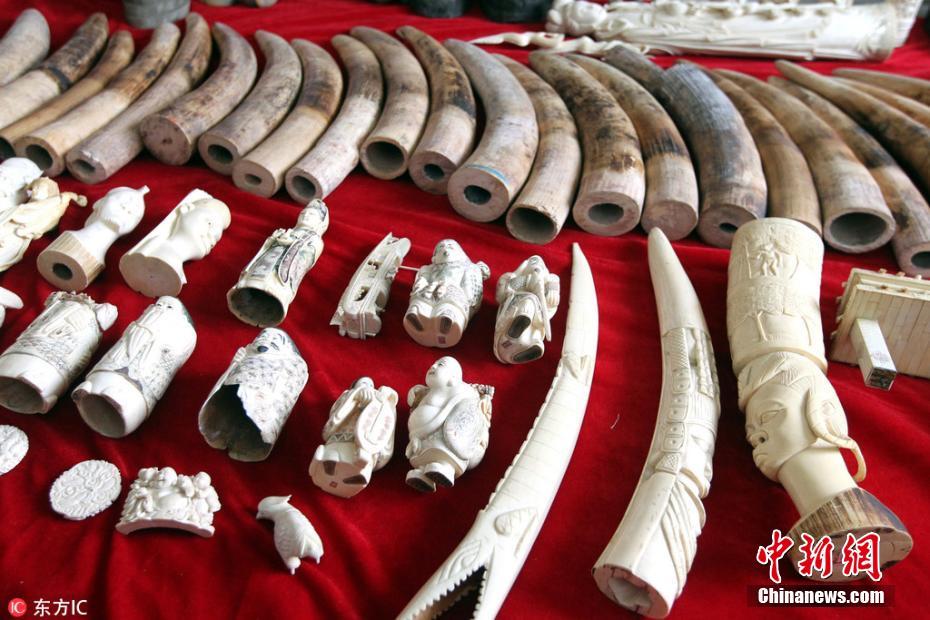 河南破获野生动物制品案 象牙犀牛角超1200万