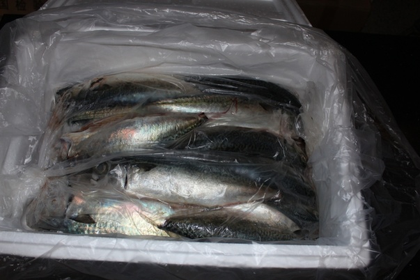 天津检验检疫从入境旅客携带物中截获冰鲜海鱼