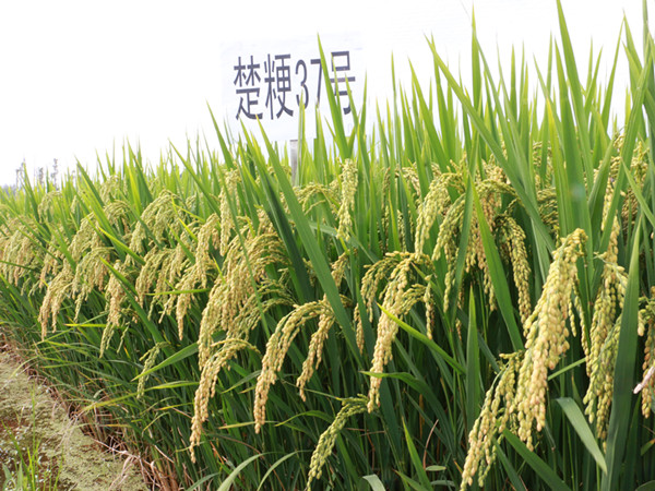 云南禄丰水稻新品种“楚粳37号”平均亩产达995公斤