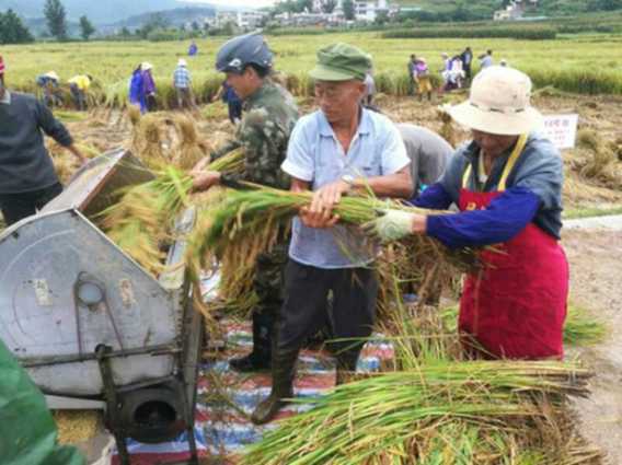 云南禄丰水稻新品种“楚粳37号”平均亩产达995公斤