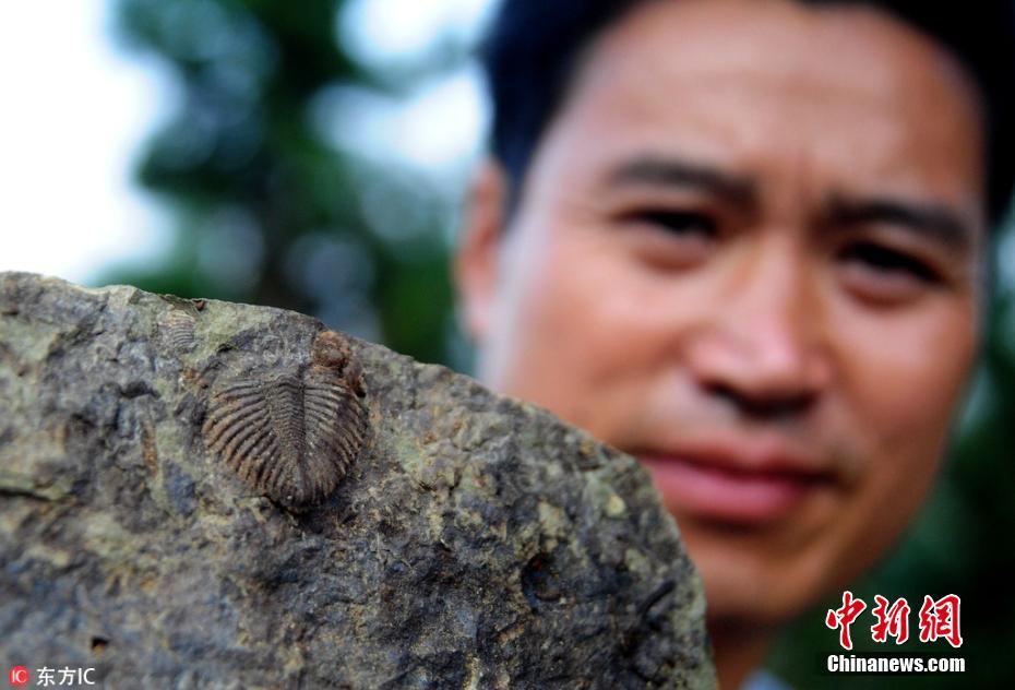 重庆酉阳发现疑似上亿年三叶虫化石