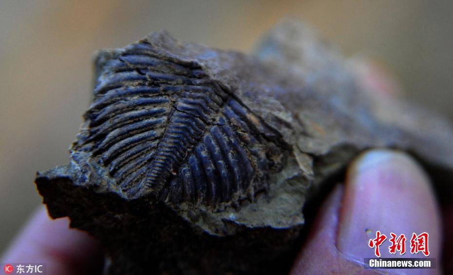 重庆酉阳发现疑似上亿年三叶虫化石