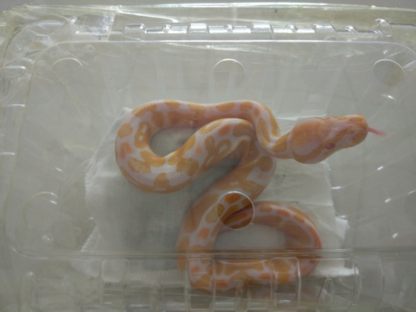 天津检验检疫从进境邮包中截获12条幼体蟒蛇