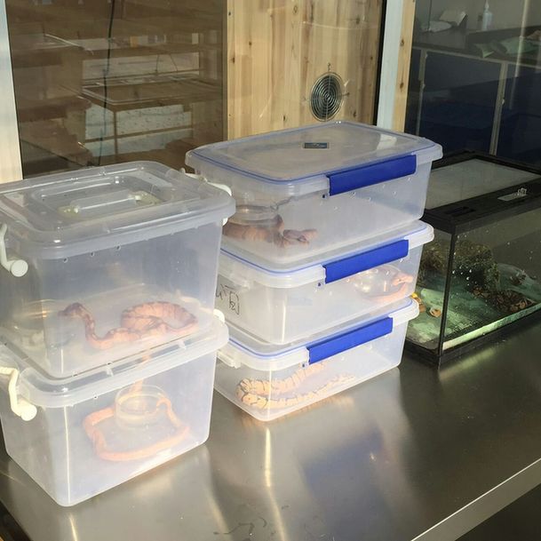 天津检验检疫从进境邮包中截获12条幼体蟒蛇