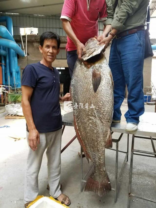 浙江渔民捕到1.6米长大鱼开价110万 鱼鳔价比黄金