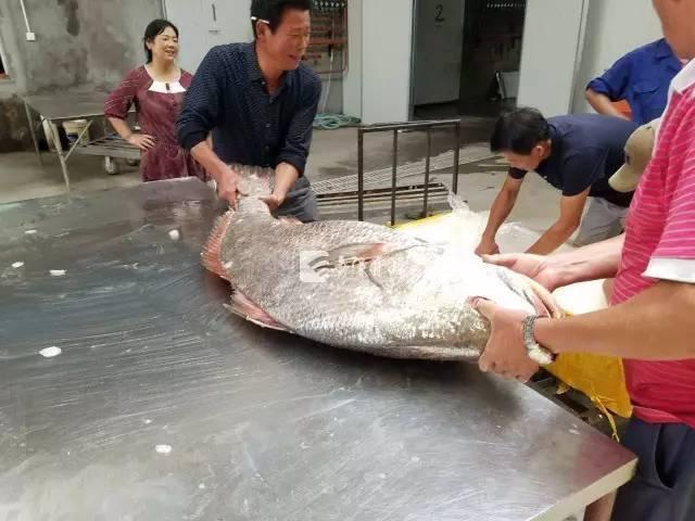浙江渔民捕到1.6米长大鱼开价110万 鱼鳔价比黄金