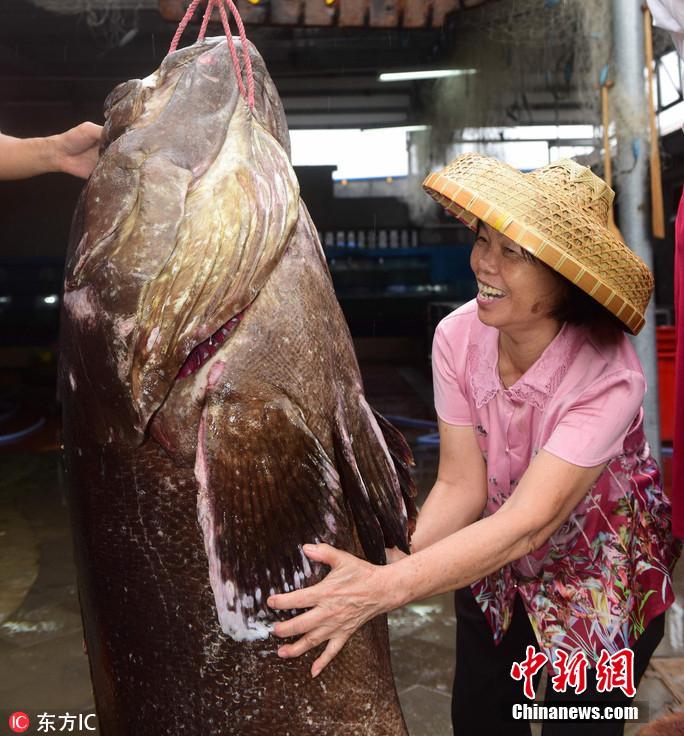 海南渔民捕获236斤重特大石斑鱼 4个人才能扛起