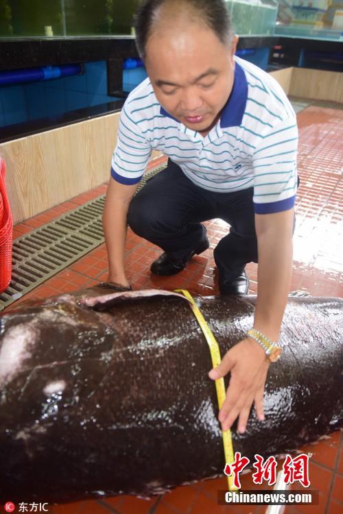 海南渔民捕获236斤重特大石斑鱼 4个人才能扛起
