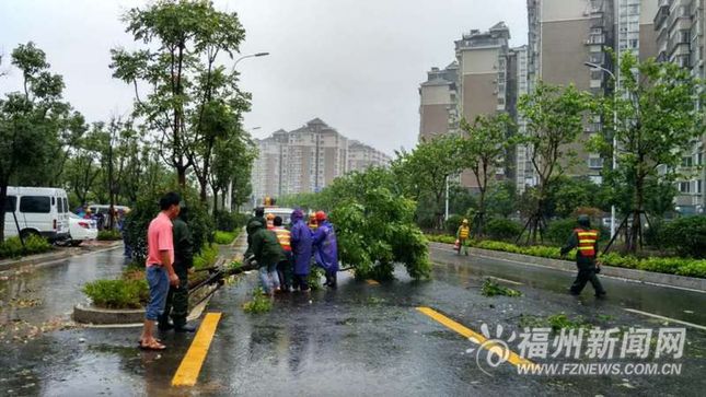 台风致福州5787株树木倒伏 完成200条路、2907株处理