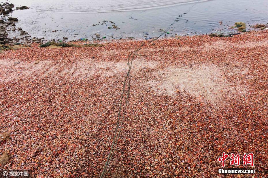 青岛遇天文大潮 大片贝壳堆积成滩