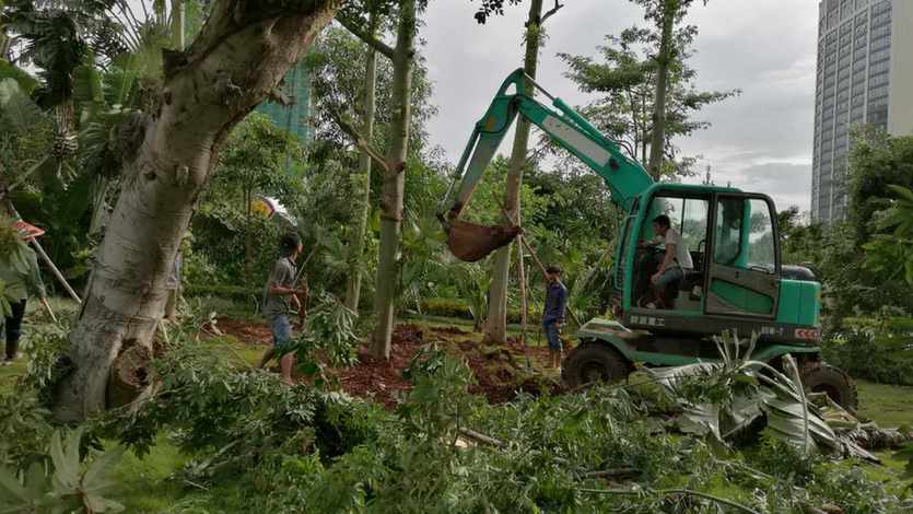 台风过后救树忙