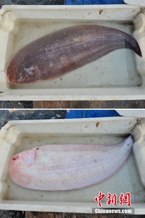 青岛渔村廉价海鲜抢手 近一米长罕见舌头鱼售价150元