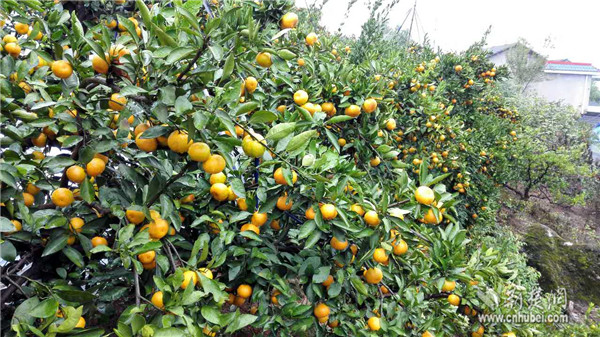 赵兴武的柑橘致富经：种植柑橘35载 年售300多万斤