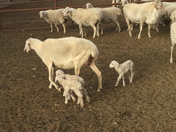 柯坪县依托现代畜牧产业，全力打造“柯坪羊肉”