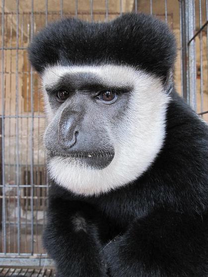 天津地区首次引进黑白疣猴