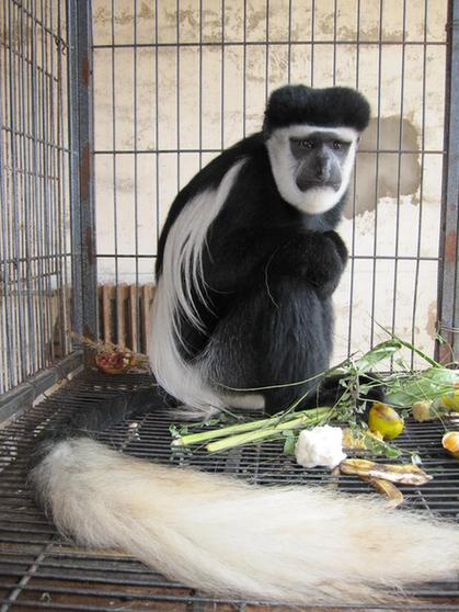 天津地区首次引进黑白疣猴