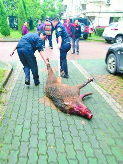 一头野猪闯入武汉一小区 民警开8枪将其击毙