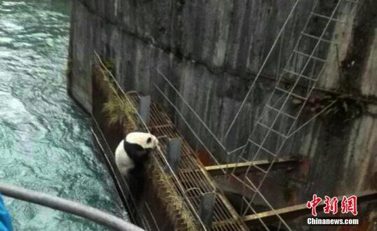 野生大熊猫误入水电站 经解救后放归大自然