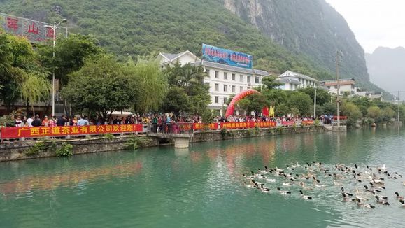 广西凌云举行第二届全国冬泳“水上抢头鸭”庆丰收系列民俗活动