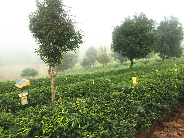 云南普洱种植有机茶 产品远销欧美各国