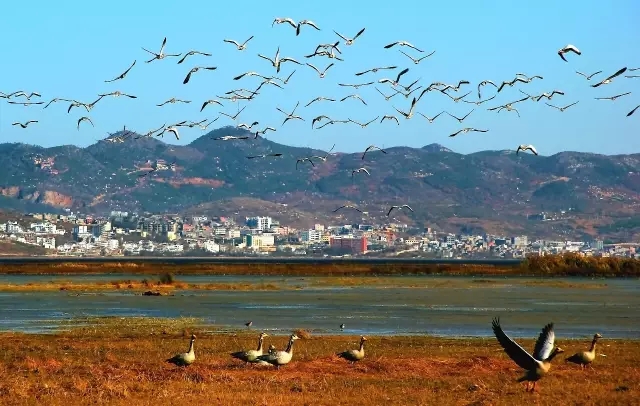 200多种鸟类飞来越冬 草海进入最佳观鸟期