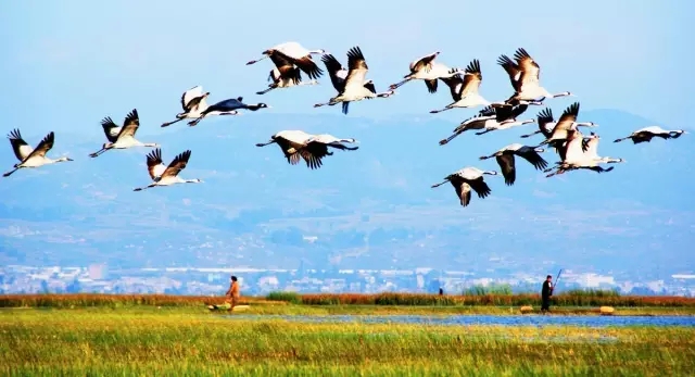 200多种鸟类飞来越冬 草海进入最佳观鸟期