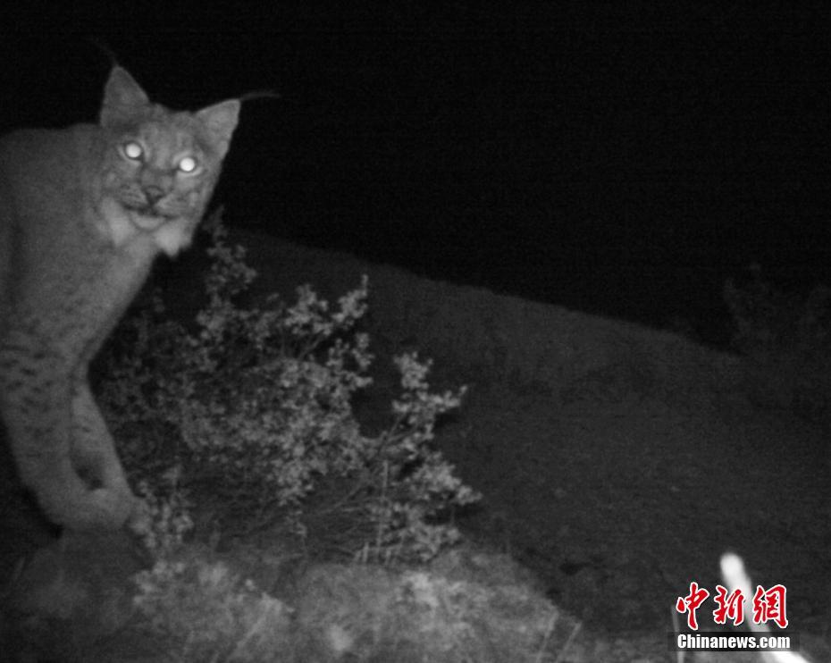 甘孜藏区新龙县野外红外相机再次拍到雪豹身影