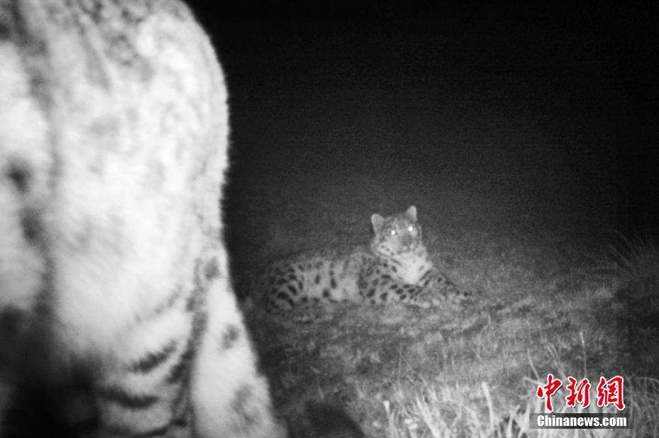 甘孜藏区新龙县野外红外相机再次拍到雪豹身影