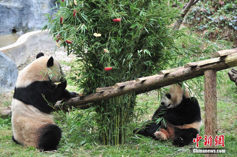 云南动物园大熊猫提前享用“圣诞大餐”