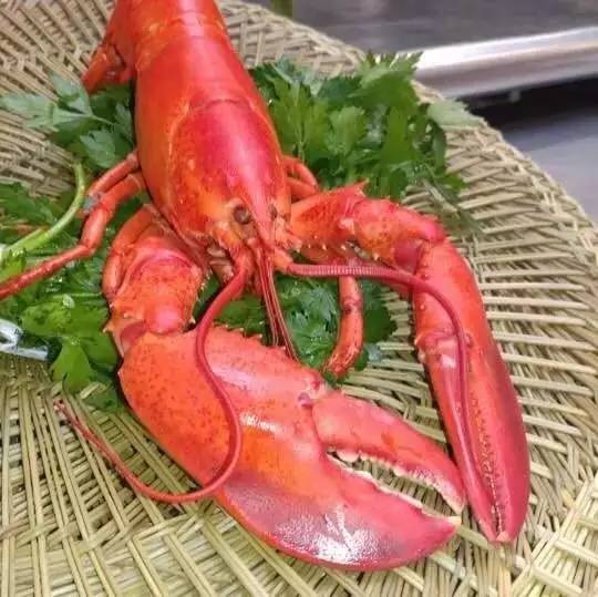 惊呆！中国包子铺开到哈佛门口 老美排长队等 几周销售破2亿！
