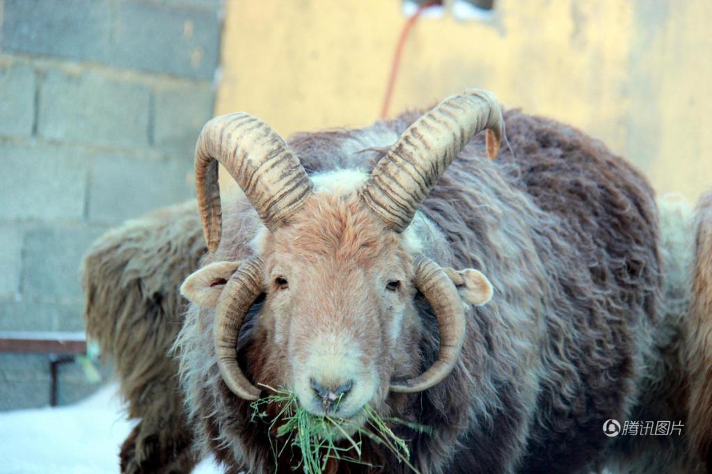新疆阿勒泰现“四角”怪羊 上下各两个