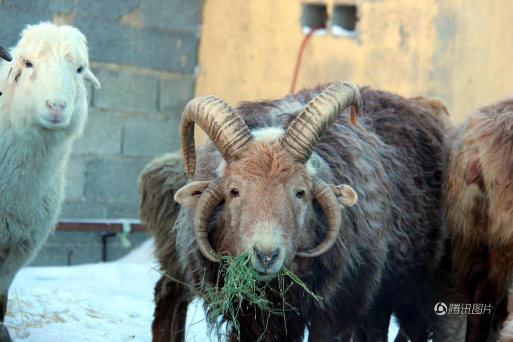 新疆阿勒泰现“四角”怪羊 上下各两个