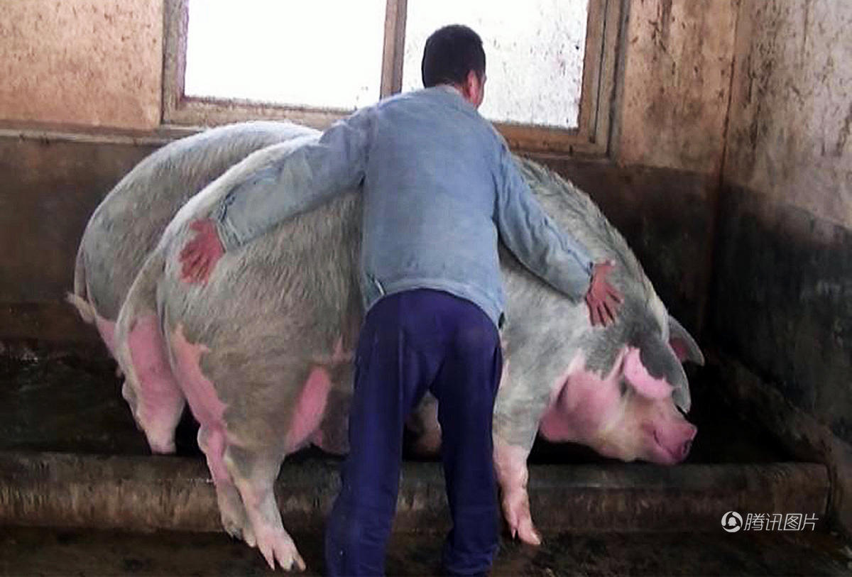 郑州1500斤“猪王”美女当牛骑
