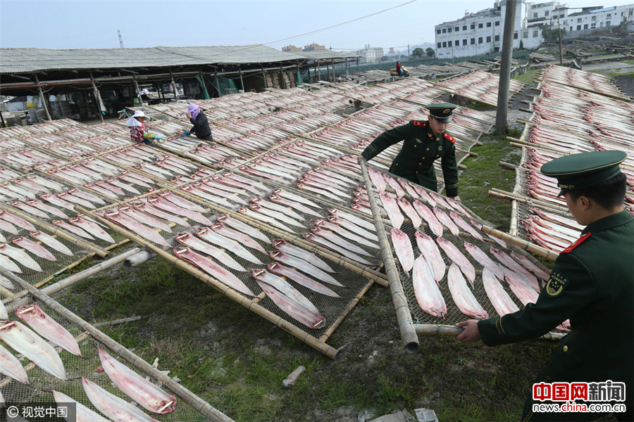 航拍浙江温州千吨级鱼干晾晒 场面壮观